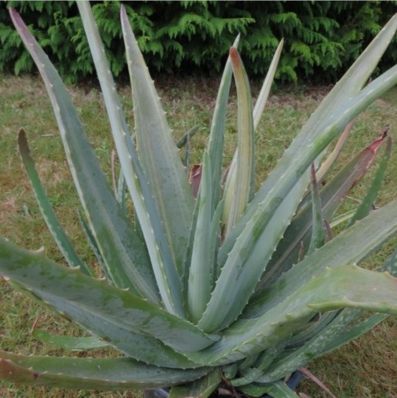 Aloe vera